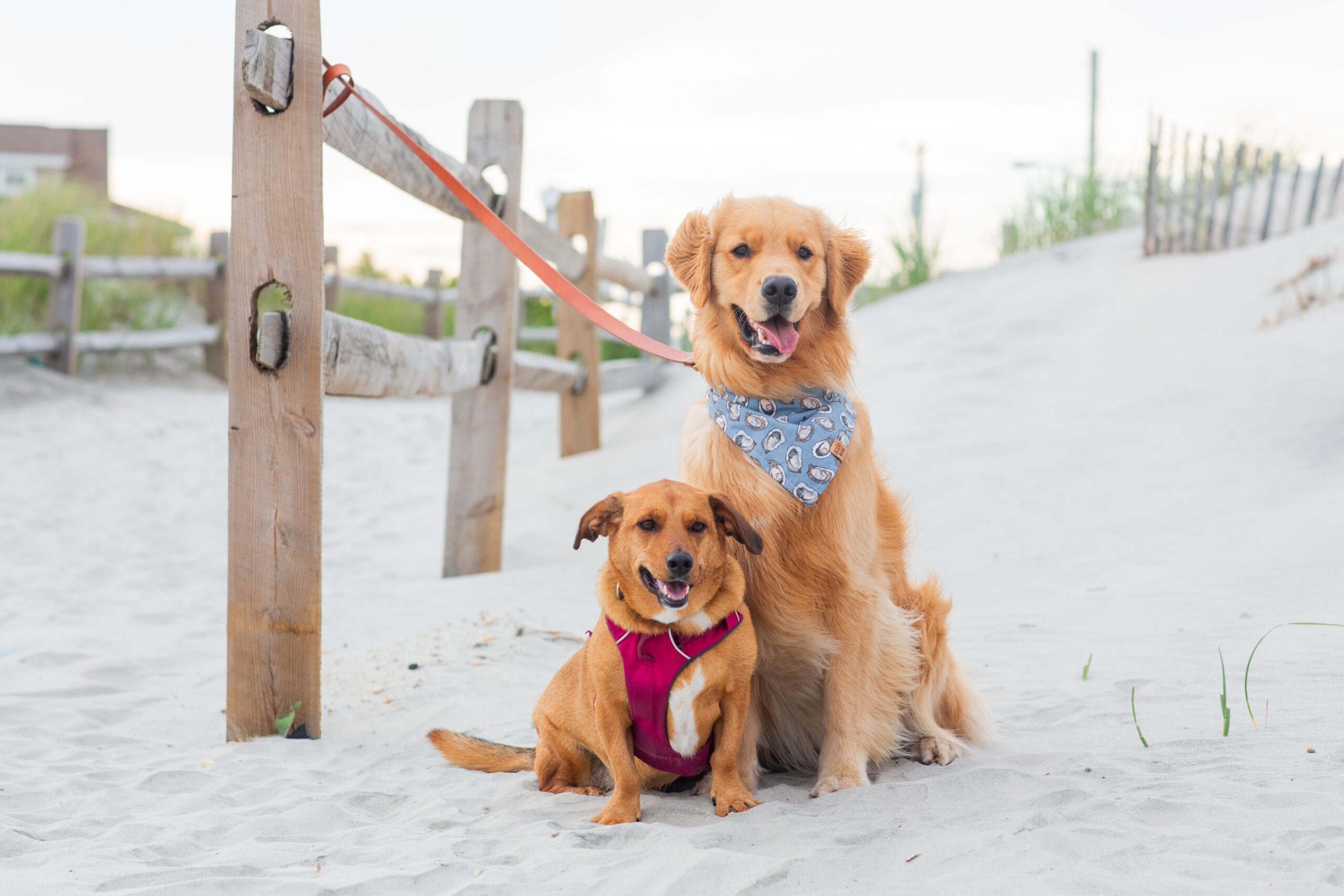 avalon-dog-beach-photographer